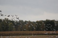 Kraniche am Feriendorf Moorblick