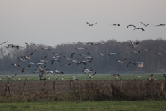 Kraniche am Feriendorf Moorblick