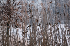 kleinere "Zaungäste" im Winter