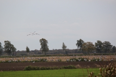 Kraniche am Feriendorf Moorblick