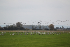 Kraniche am Feriendorf Moorblick