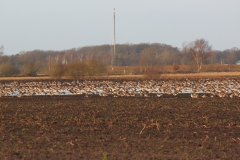 Graugänse am Feriendorf Moorblick