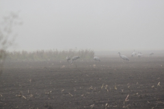 Kraniche am Feriendorf Moorblick